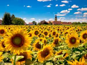 Fragrance:  Cottage Sunflower