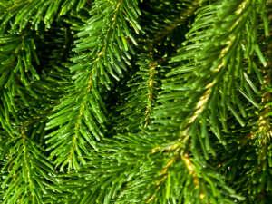 Fragrance:  Green Pine