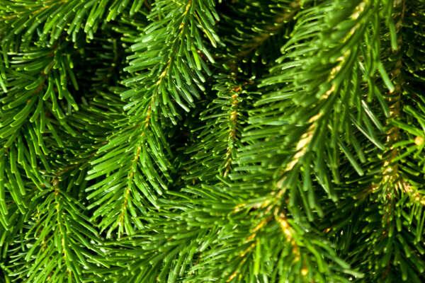 Fragrance:  Green Pine