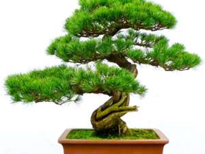 Galena/Bonsai Tree Fragrance Oil