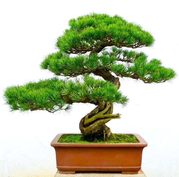 Galena/Bonsai Tree Fragrance Oil