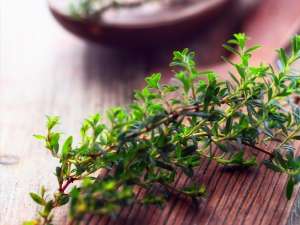 French Thyme  Fragrance Oil