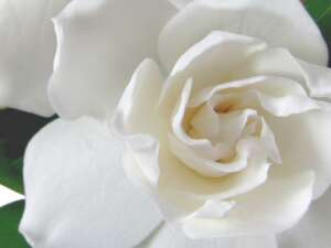 Fragrance:  Gardenia