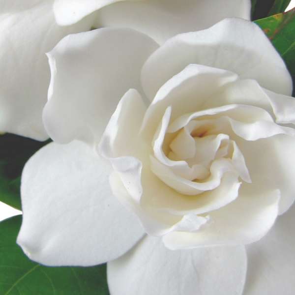 Fragrance:  Gardenia