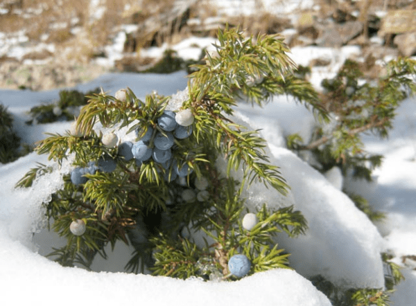 Fragrance:  Juniper Jack Frost