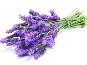 Fragrance:  Lavender