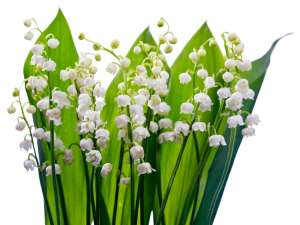 Lily of the Valley  Fragrance Oil