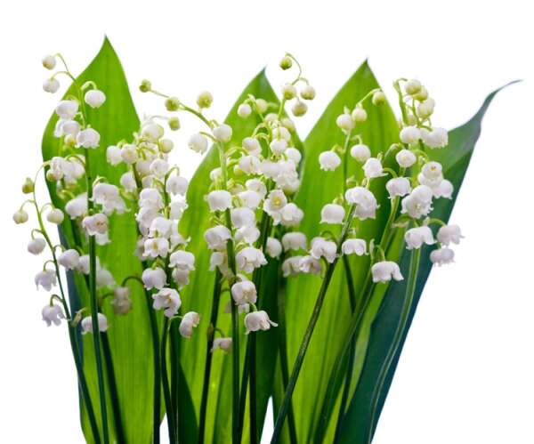 Lily of the Valley  Fragrance Oil