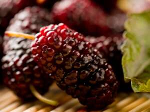 Mulberry Fragrance Oil