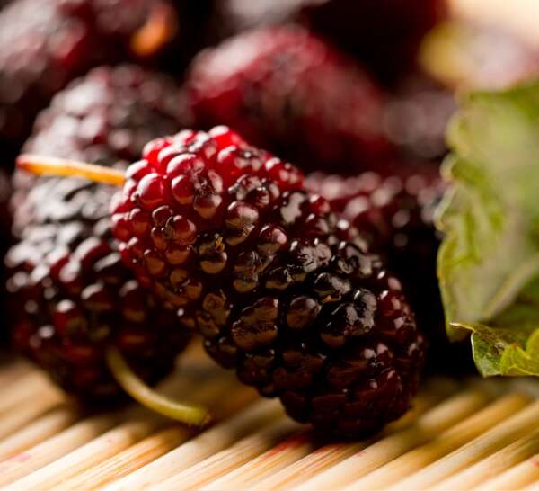 Mulberry Fragrance Oil