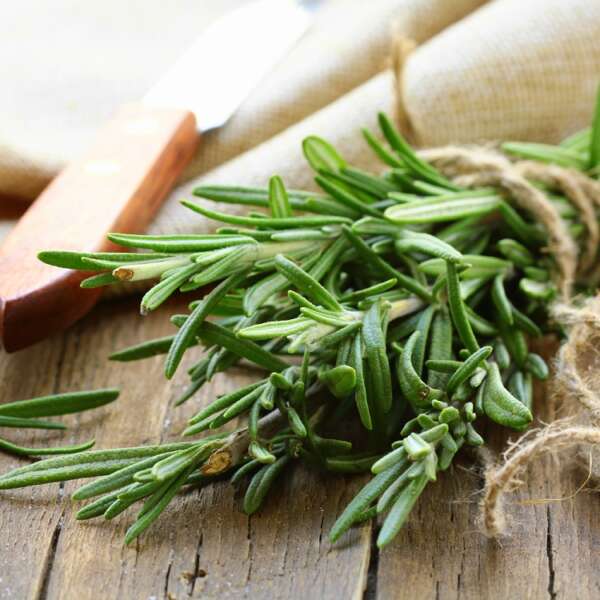 Rosemary Fragrance Oil