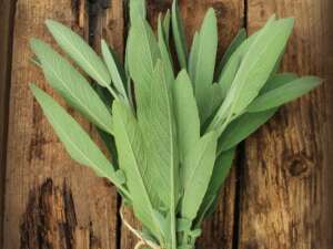 Sage Fragrance Oil