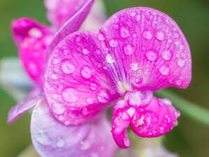 Sweet Pea  Fragrance Oil