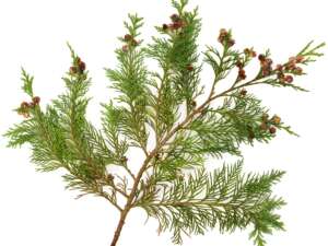 White Cedar with Spice  Fragrance Oil