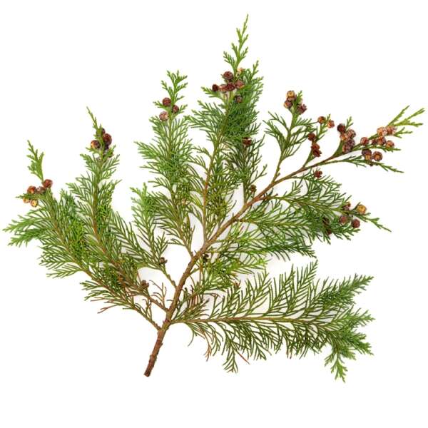 White Cedar with Spice  Fragrance Oil